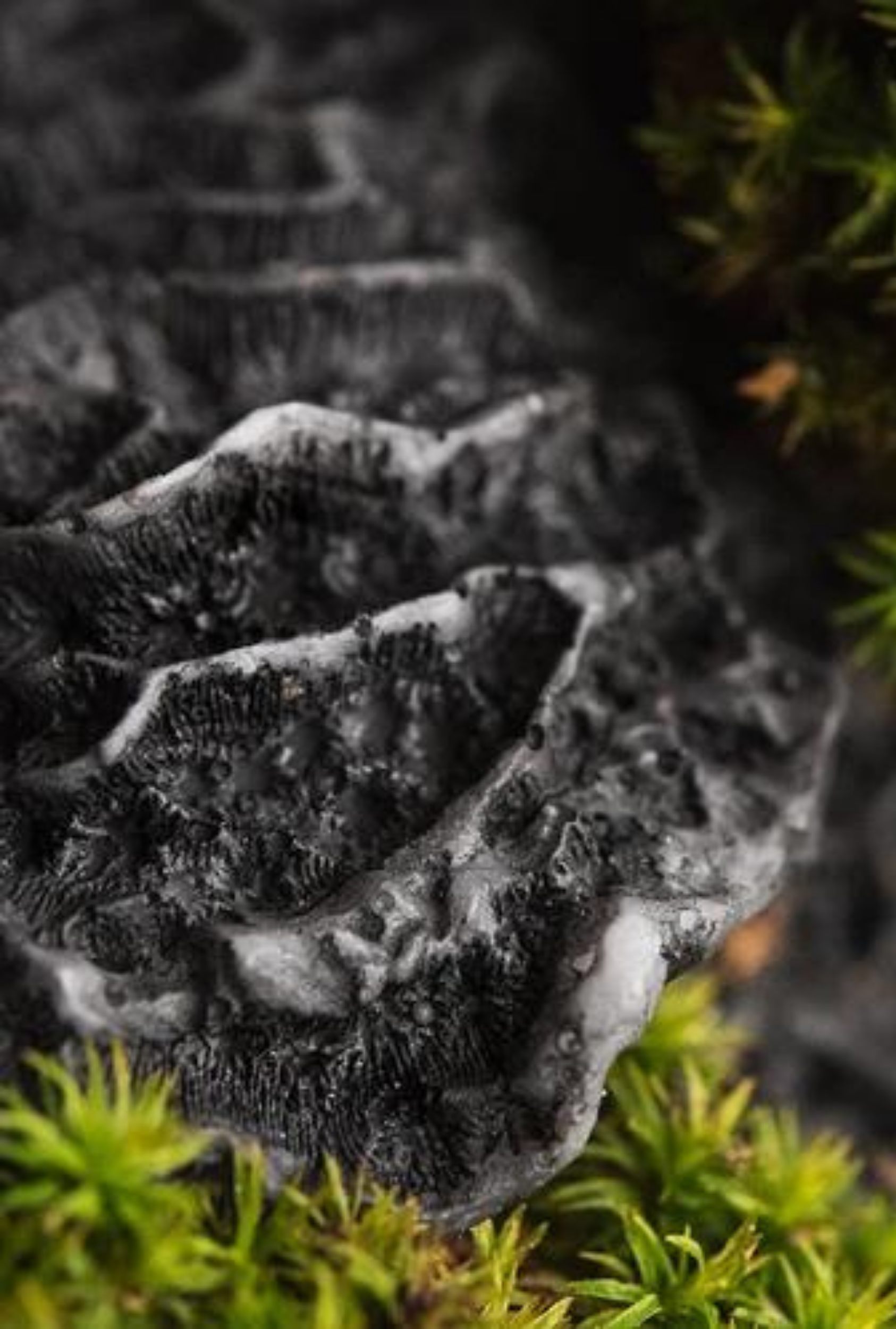 Black Coral + Moss | Dark Oceanic Moss · Sea Air