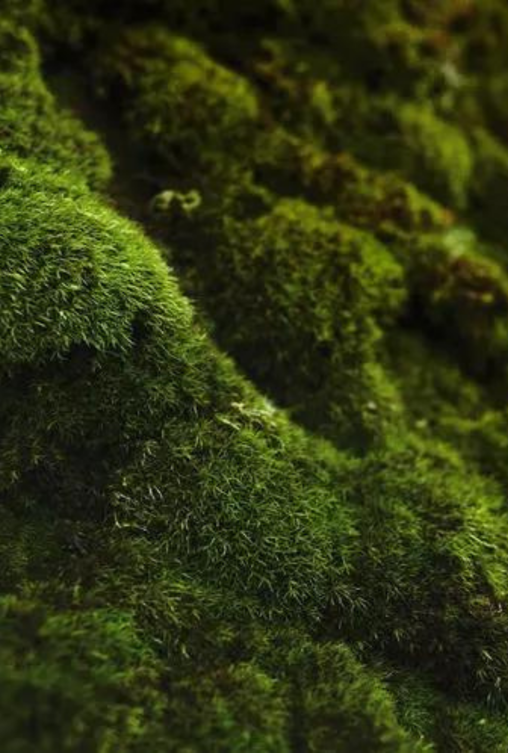 Oakmoss + Amber | Earthy Amber · Moss