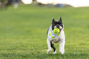 Ball Is Life Dog Bandana Dog Bandana Co.