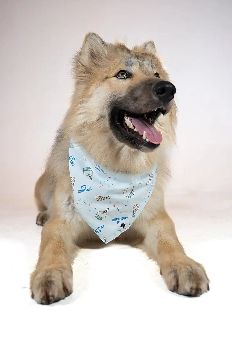 Birthday Boy & Gotcha Day Dog Bandana Dog Bandana Co.