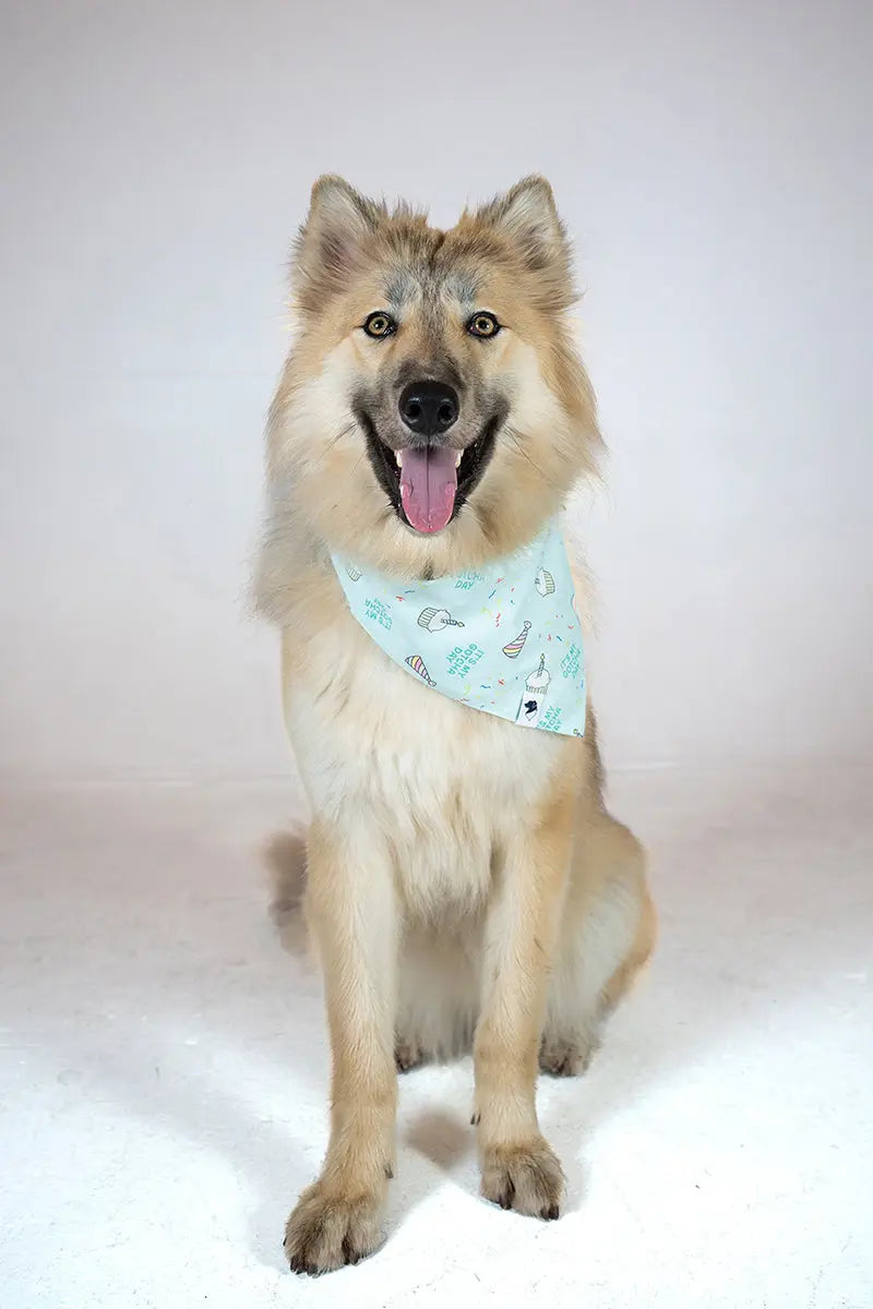 Birthday Boy & Gotcha Day Dog Bandana Dog Bandana Co.