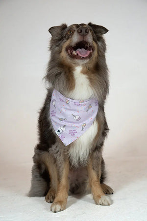 Birthday Girl & Gotcha Day Dog Bandana Dog Bandana Co.