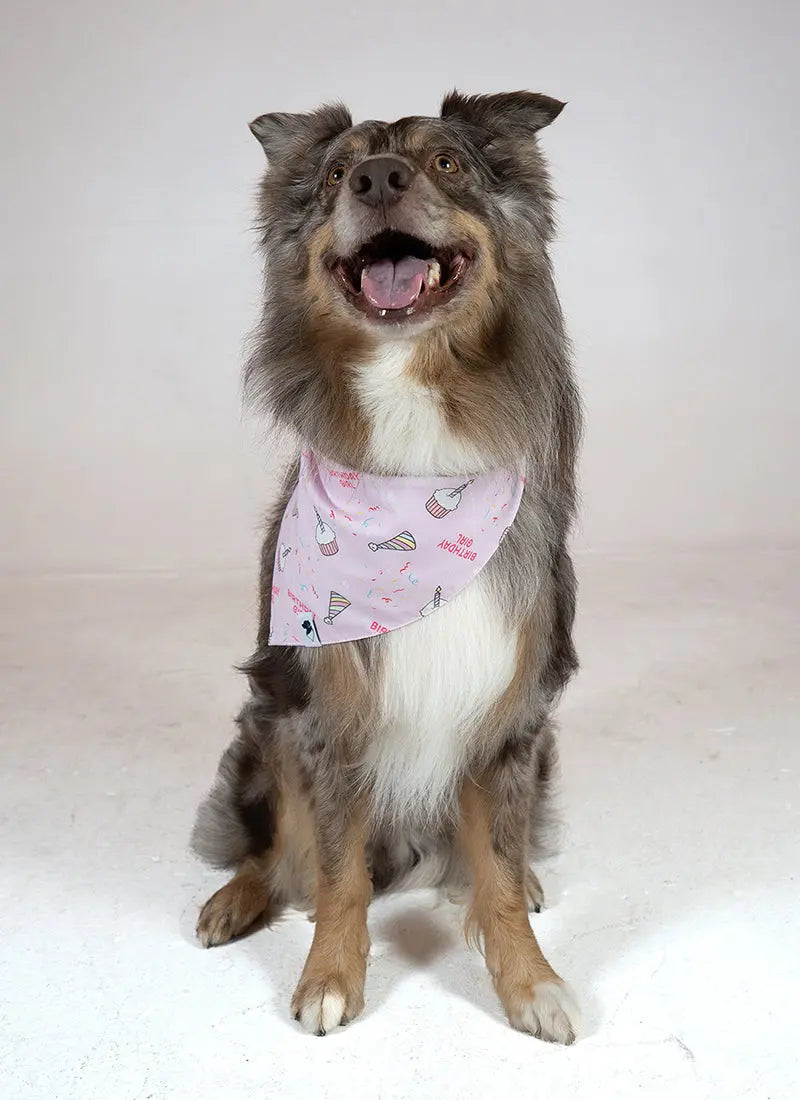 Birthday Girl & Gotcha Day Dog Bandana Dog Bandana Co.