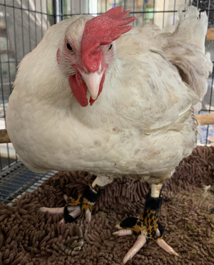 Birdy Bootie (chicken shoes, chicken booties, duck booties and goose shoes)