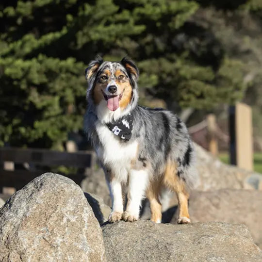 Blue Moon & Lightning Dog Bandana Dog Bandana Co.