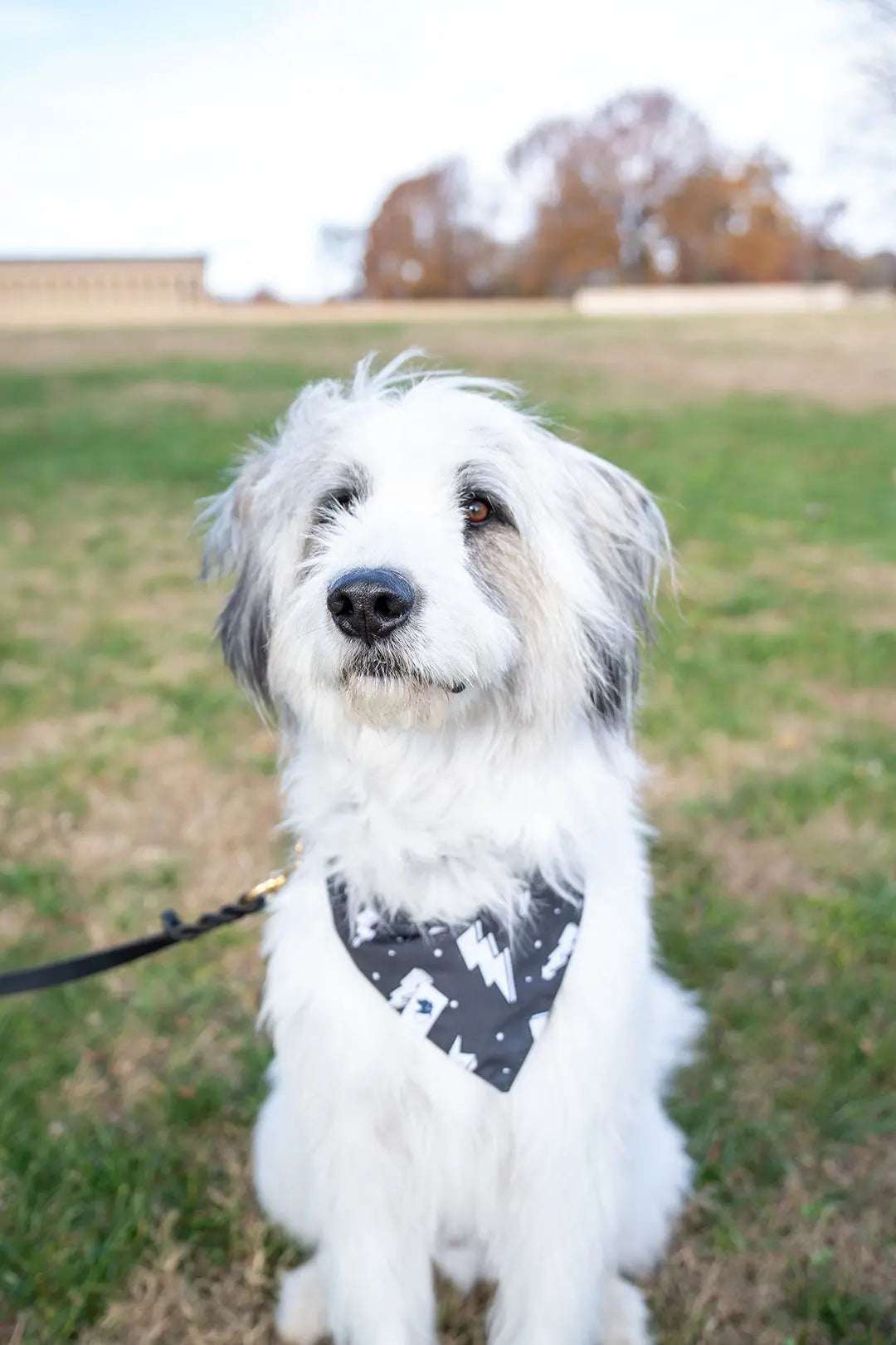Blue Moon & Lightning Dog Bandana Dog Bandana Co.