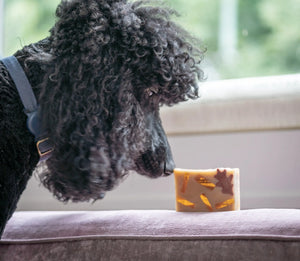 Black poodle sniffing a bar of chai tea soap with fall leaf embeds.