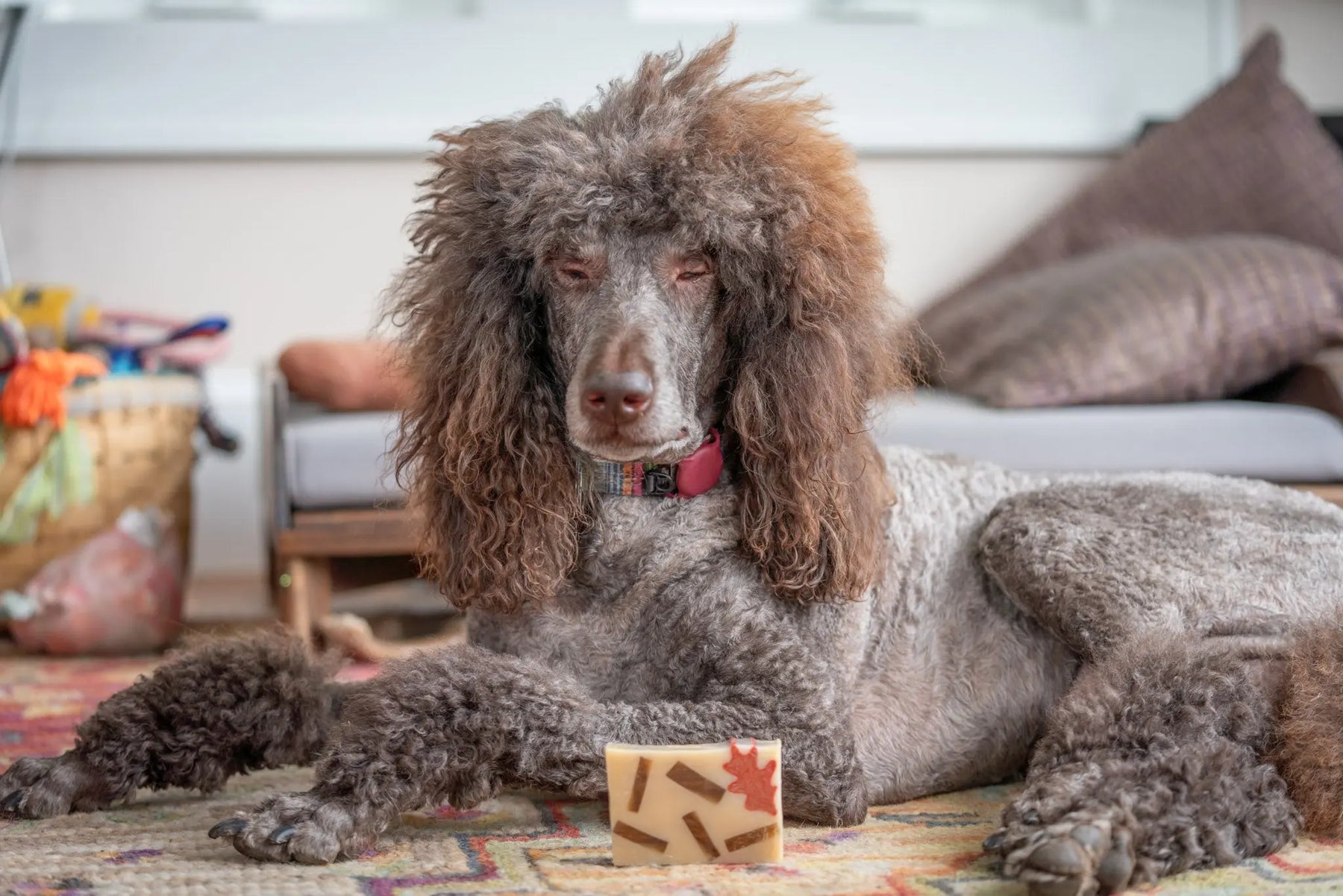Brown poodle lying on a rug with a chai tea soap slice in front of it.