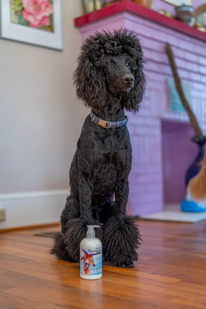 Black poodle sits next to a bottle of Coconut Lime Verbena Goats Milk Lotion.