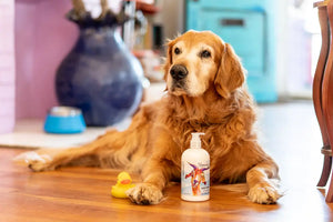 Golden Retriever dog with a bottle of lotion and a rubber duck.