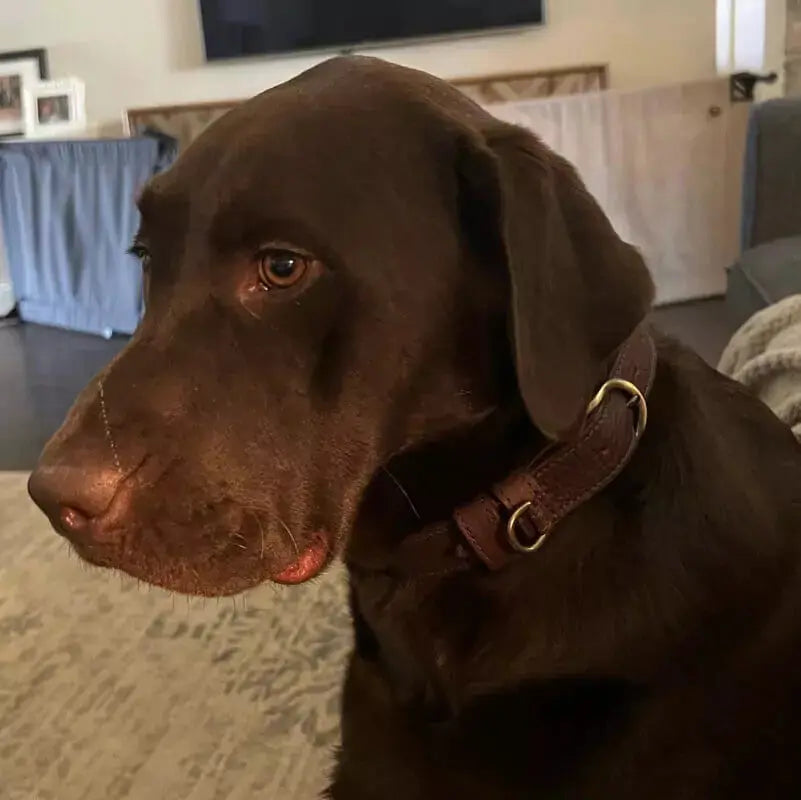 Campaign Leather Dog Collar Mission Mercantile Leather Goods