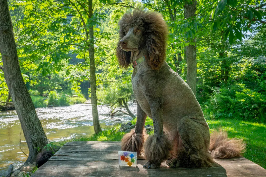 Flower Child Soap Slice with colorful flower shapes on a wooden table with a dog.