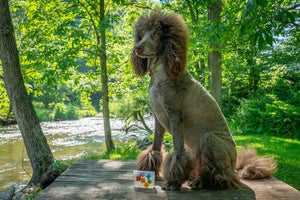 Flower Child Soap Slice with colorful flower shapes on a wooden table with a dog.