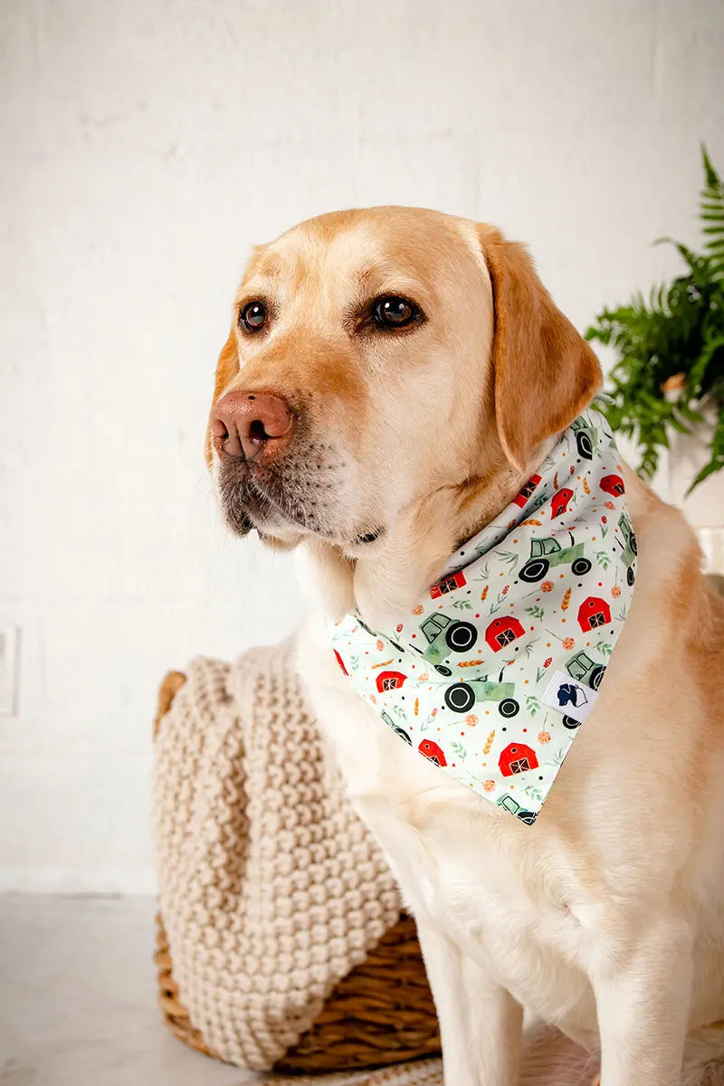 Farmers Market Dog Bandana Dog Bandana Co.