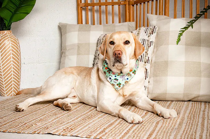 Farmers Market Dog Bandana Dog Bandana Co.