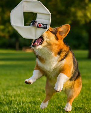 A Pembroke Welsh Corgi dog leaping to catch a white fire hose frisbee toy.