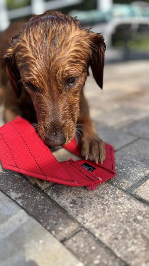 Red fire hose dog frisbee with black stitching on stone patio