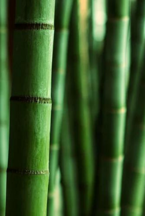 Himalayan Bamboo | Fresh Bamboo · Soft Green Florals