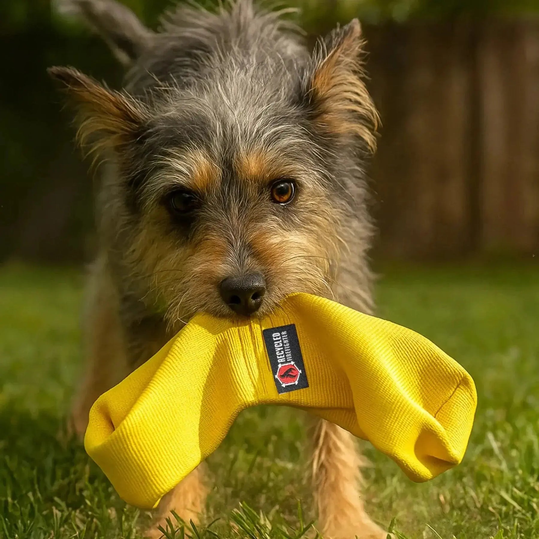 Yellow double-loop firehose dog tug toy held in a dog's mouth on grass.
