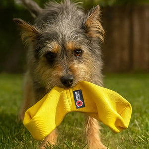 Yellow double-loop firehose dog tug toy held in a dog's mouth on grass.