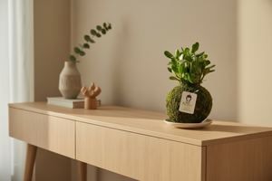 Jade | Moss Ball Kokedamas