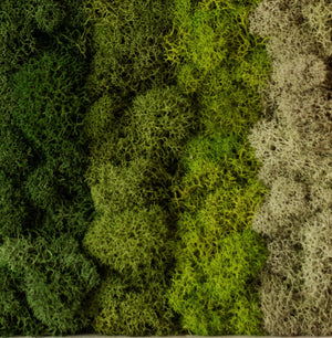 Horizontal Gradient, Rectangle
