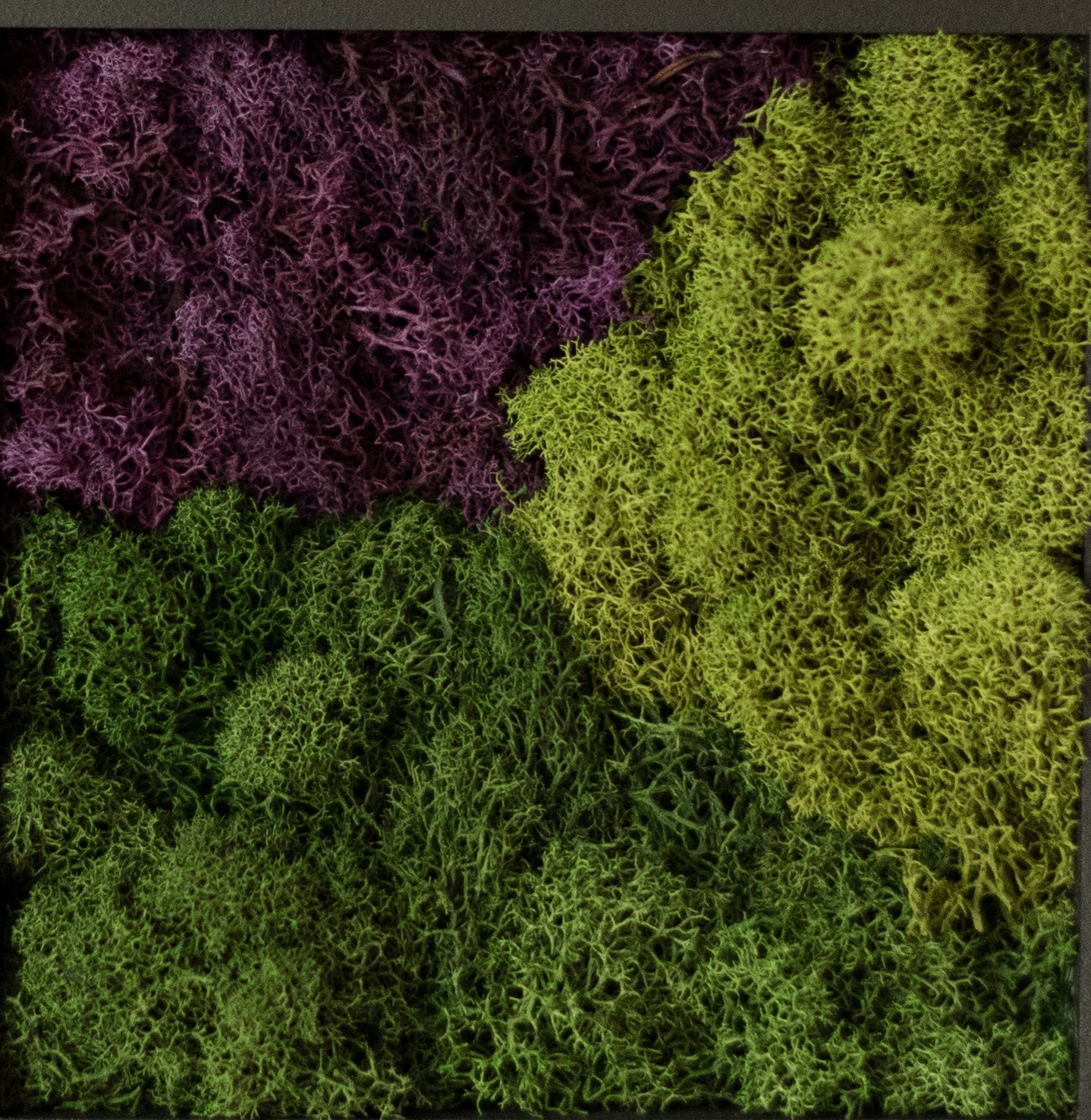 Purple Mountains, Square