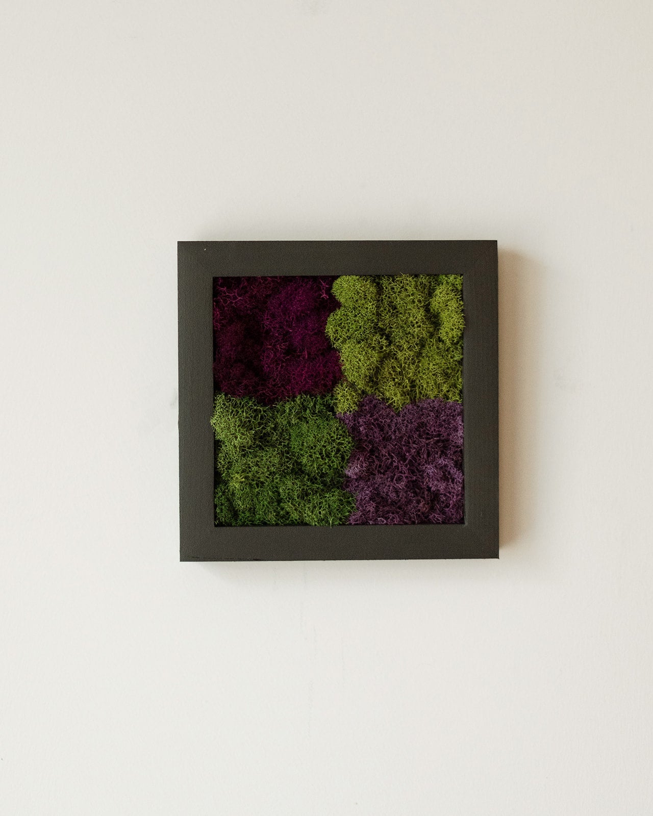 Purple Squares, Square