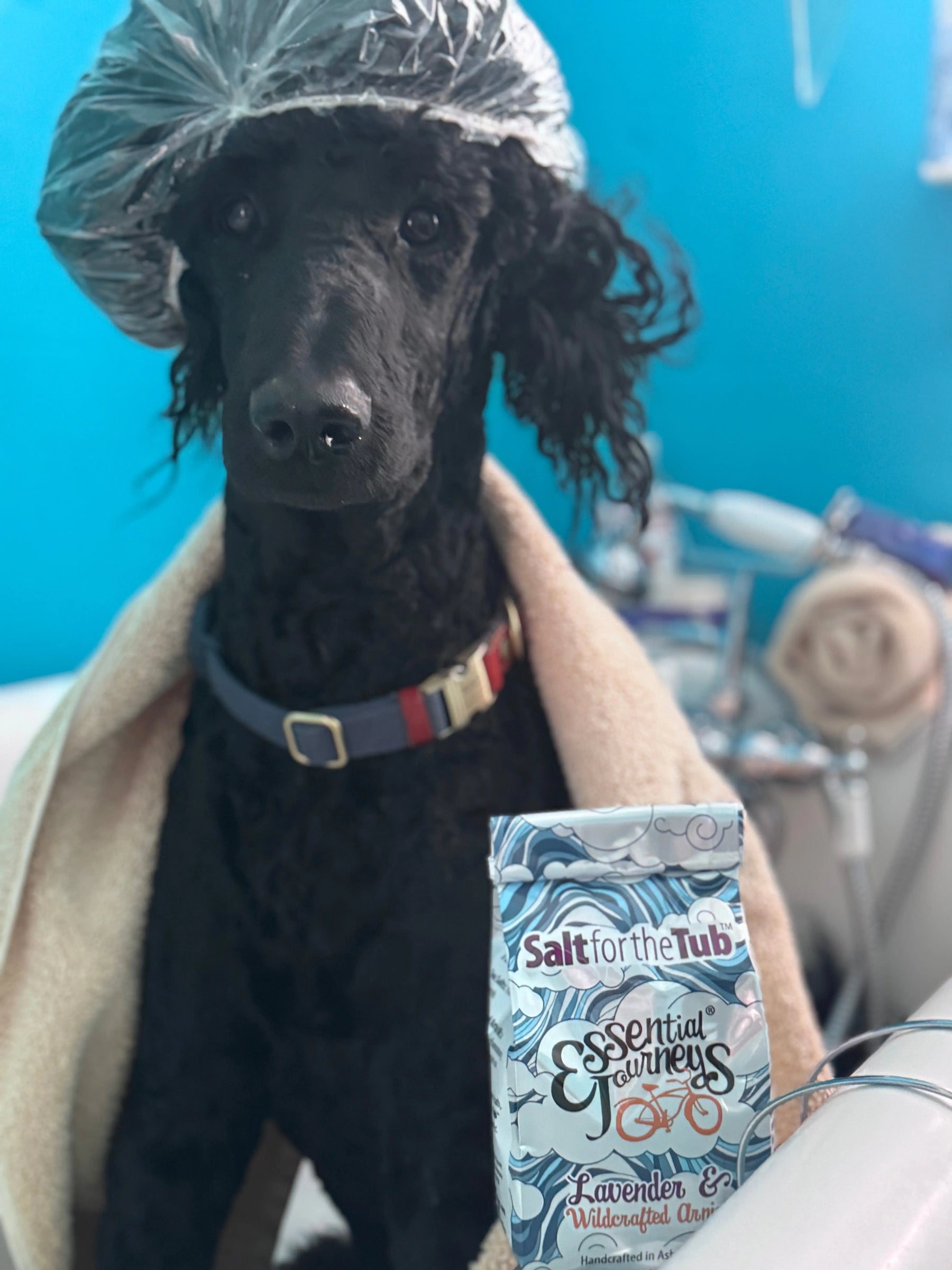 Black poodle in a shower cap and towel next to Lavender & Arnica bath salts packaging