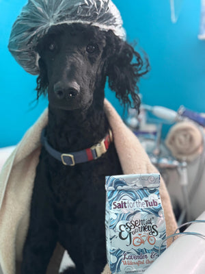 Black poodle in a shower cap and towel next to Lavender & Arnica bath salts packaging