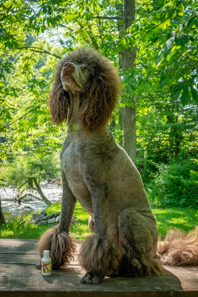 Brown poodle sits next to a bottle of lemongrass goat's milk lotion.