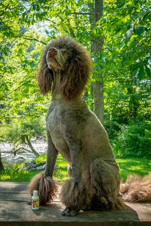 Brown poodle sits next to a bottle of lemongrass goat's milk lotion.