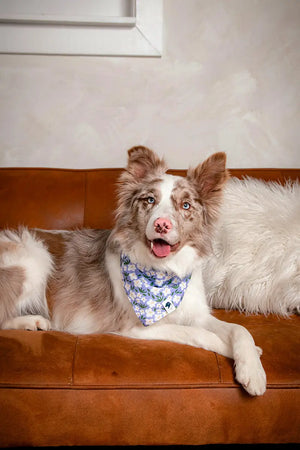 Lavender Dog Bandana Dog Bandana Co.
