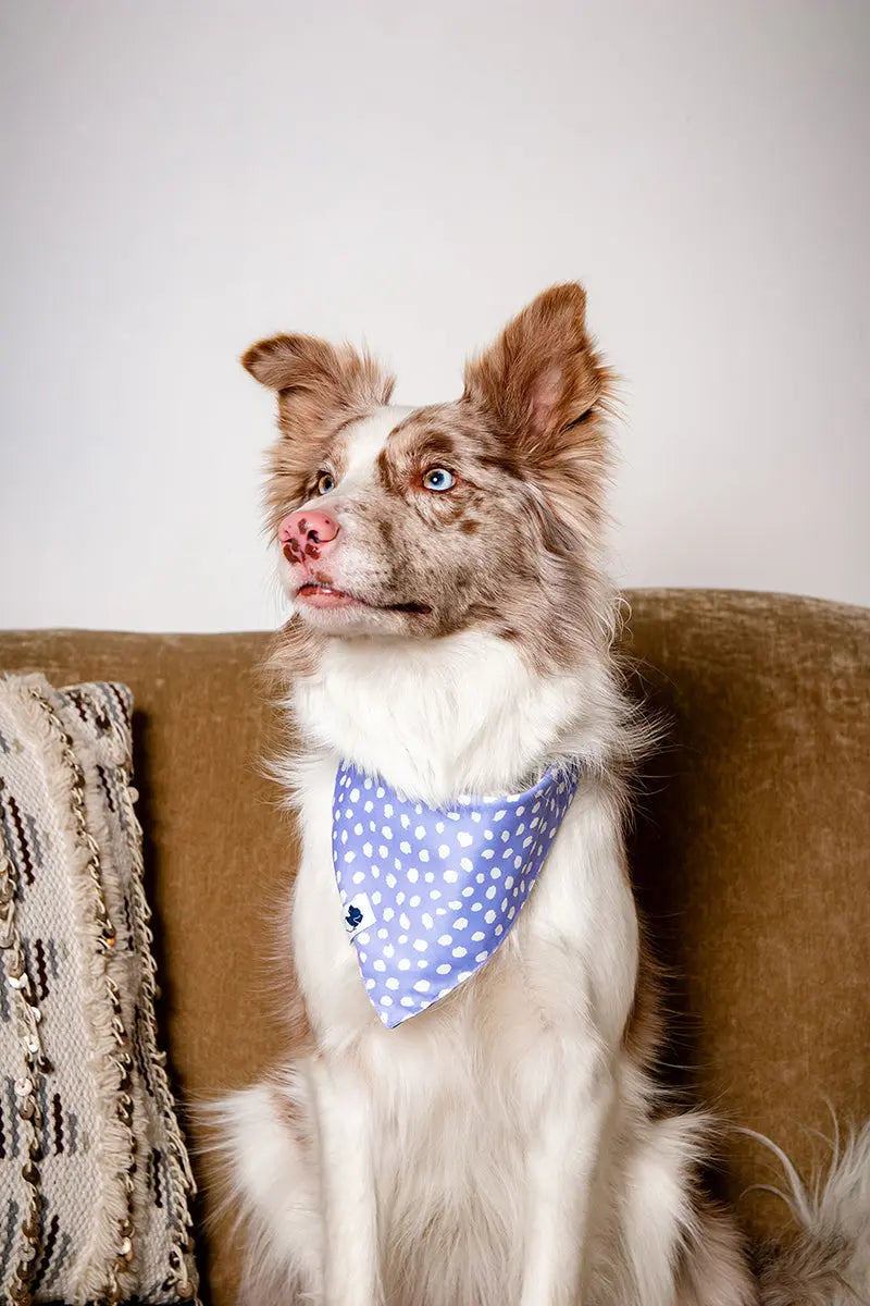 Lavender Dog Bandana Dog Bandana Co.