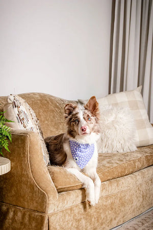 Lavender Dog Bandana Dog Bandana Co.