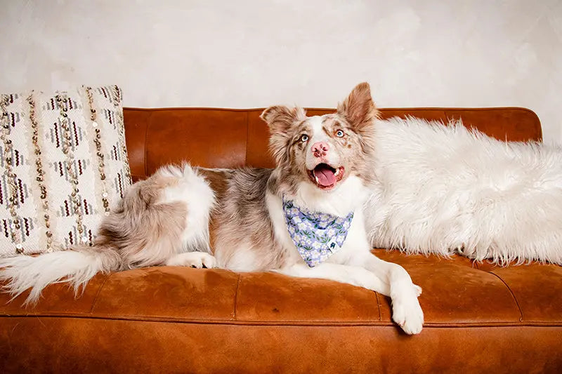 Lavender Dog Bandana Dog Bandana Co.