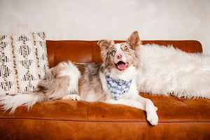 Lavender Dog Bandana Dog Bandana Co.