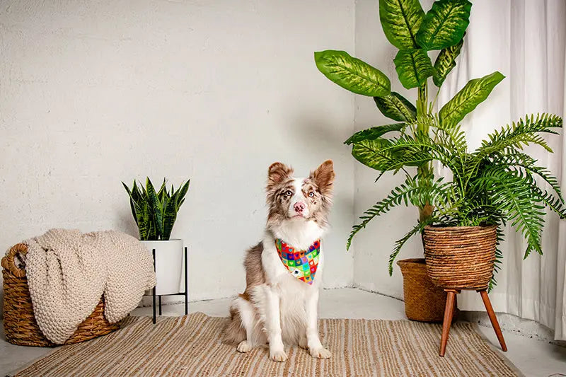 Love Wins Dog Bandana Dog Bandana Co.