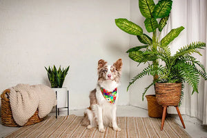 Love Wins Dog Bandana Dog Bandana Co.