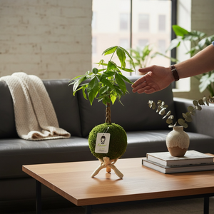 Money Tree | Moss Ball Kokedama