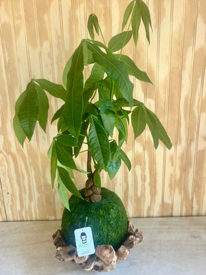 Money Tree | Moss Ball Kokedama