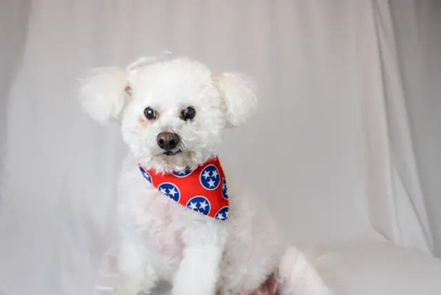 Nashville Tennessee Dog Bandana Dog Bandana Co.