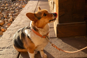 Natural Basket Dog Leash