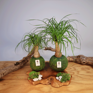 Ponytail Palm | Moss Ball Kokedamas