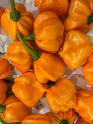 Close-up of vibrant orange Scotch Bonnet peppers with green stems.