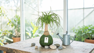 Ponytail Palm | Moss Ball Kokedamas