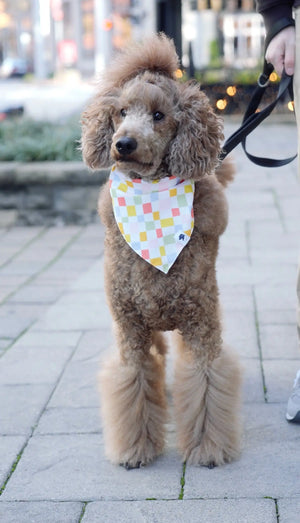 Popsicle Dog Bandana Dog Bandana Co.