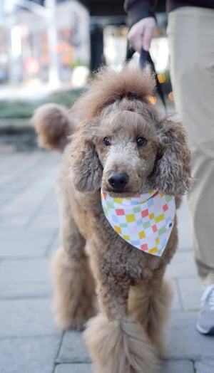 Popsicle Dog Bandana Dog Bandana Co.