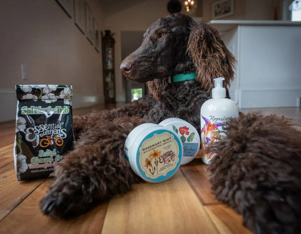 Brown poodle dog with Essential Journeys salve, lotion, and SaltfortheTrip bag.