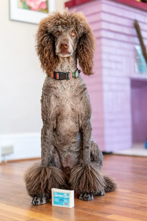 Poodle sitting next to a vanilla coconut milk shampoo bar.